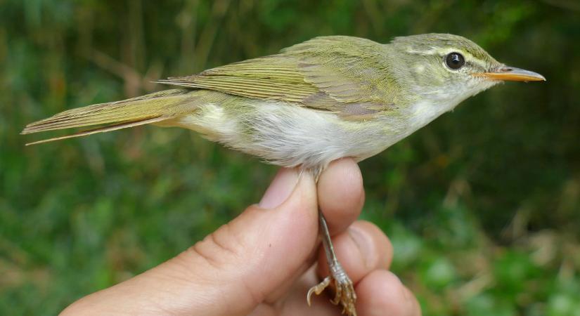 Egy Japánban élő madárfajról kiderült, hogy valójában kettő, és mindegyiket kihalás fenyegeti
