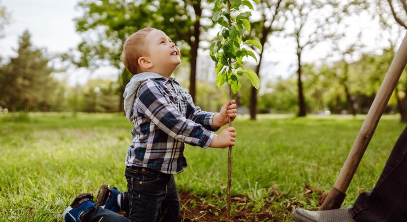Kvíz: felismered, hogy melyik fa levele vagy virága van a képen?