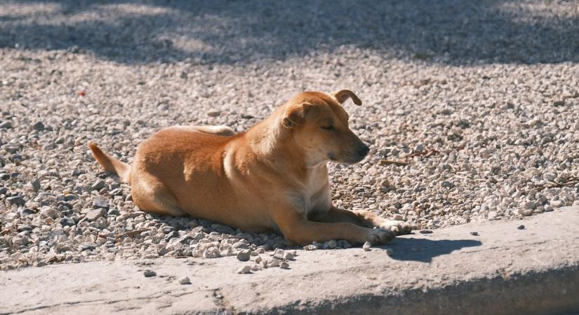 Falkában támadnak a kutyák a járókelőkre Tiszapüspökiben