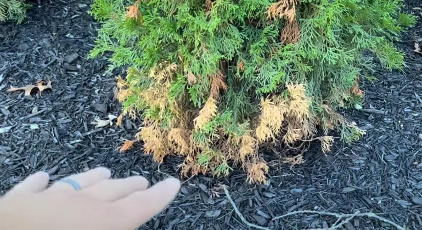 A kertészem végre megtalálta a megoldást: Ezt öntsd a tujád alá, és a csúnya barna foltok örökre eltűnnek!