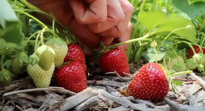 Az eper első tavaszi trágyázása a legfontosabb, így lesznek tele a bokrok nagy, lédús terméssel