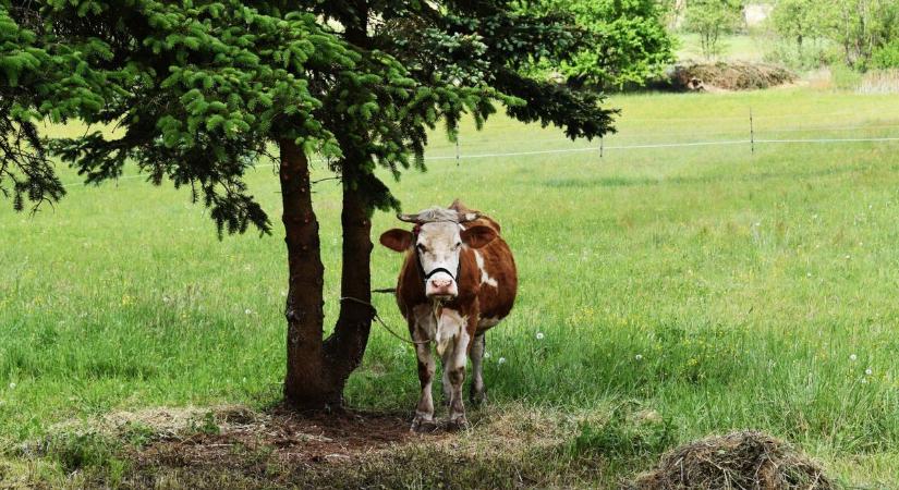Top 6 hely az Őrségben, ahol tényleg elfelejtheted a gondjaidat (galéria)