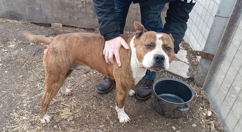 Se ugatás, se marakodás, a kutyák nyugodtan vették a választást