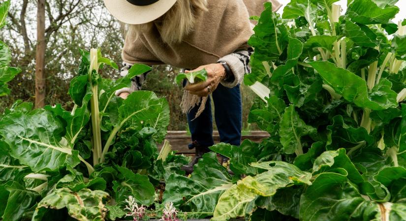Nagyanyáink tudták, mi a jó: már szedhető ez a kedvenc