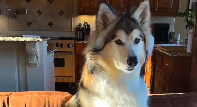 Hazavisz egy másik kutyát a nő: ami ezután történik, azt sosem gondolta volna