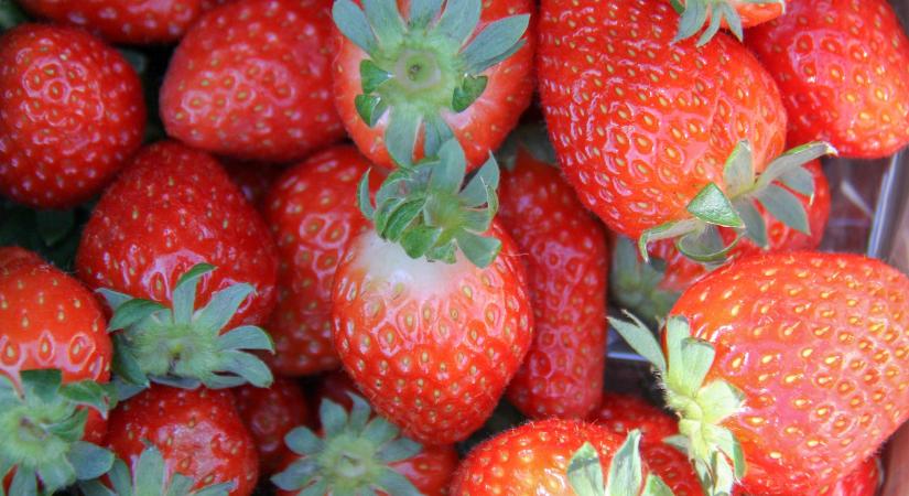 Átalakulóban a német szamócaágazat