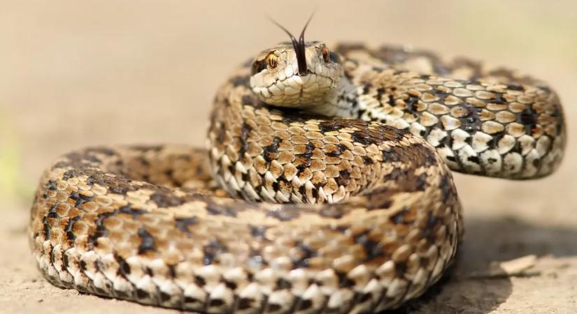 Mérges kígyó Magyarországon? Ezeken a területeken jobb, ha vigyázol