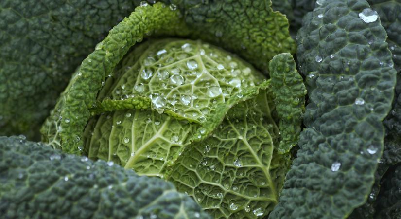 Két tűz között az ukrán káposzta piac