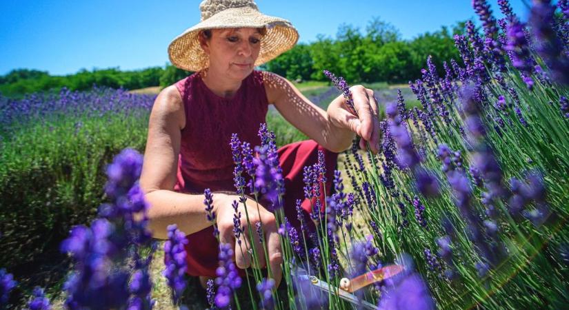 Filléres nyugtató és gyulladáscsökkentő a kertből: ezeket ültesd el, ha már unod a gyógyszertárat