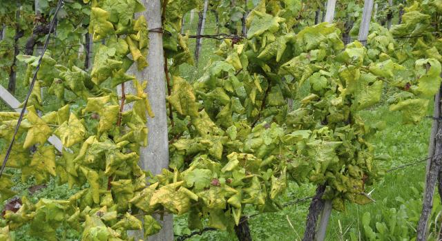 Nagy bajban van a magyarok kedvenc gyümölcse, aggódnak az idei termésért