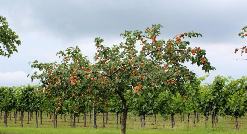 A szilvabolha-invázió miatt drágább lehet idén a barack
