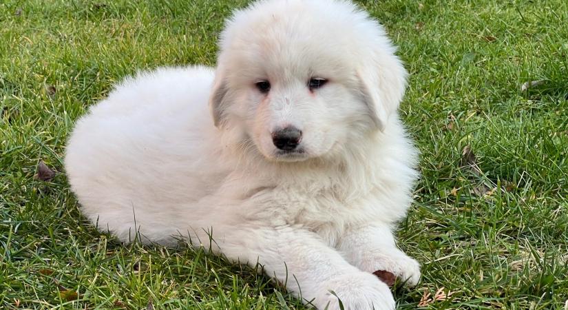 Akár 700-szor több baktérium is lehet a padlón egy kutyás lakásban