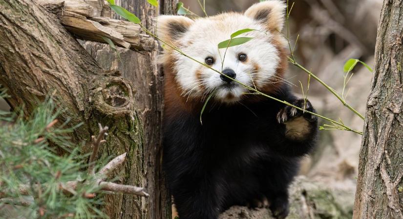Új lakó érkezett a bécsi állatkertbe, egzotikus állatmenhely nyílt