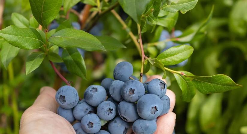 Ez történik a testeddel, ha minden nap eszel áfonyát – 10 ok, amiért megéri elkezdeni