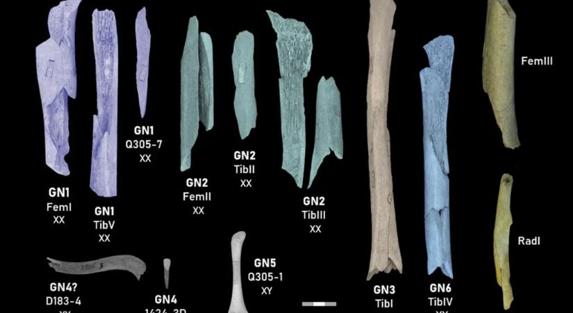 Időnként gyerekek és nők is szerepeltek a neandervölgyiek étlapján