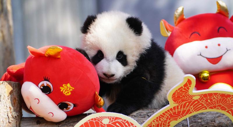 Tíz tündéri pandaboccsal kívántak szerencsét a közelgő holdújévre Kínában