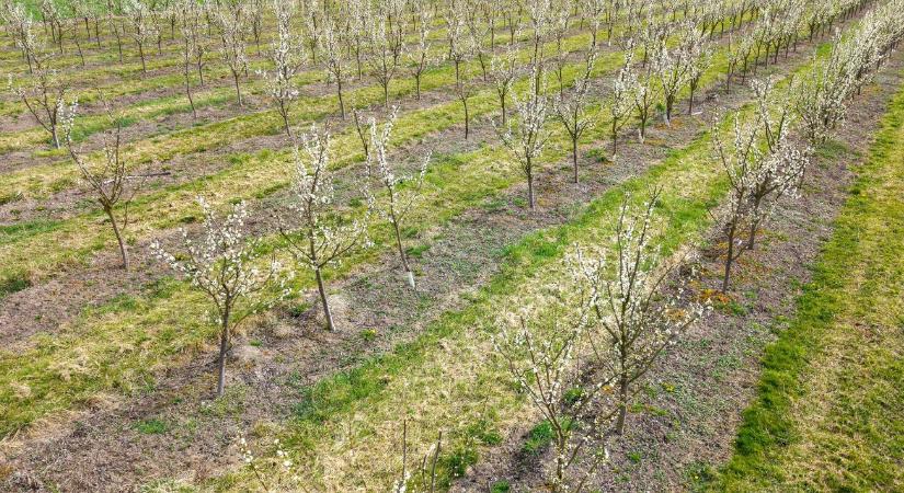 Fekete április a gyümölcsösökben: Megint megtizedelték a mínuszok a termést