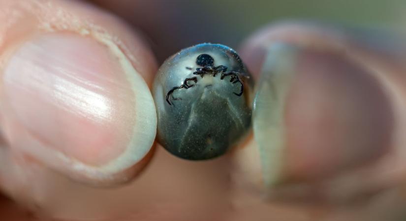 Sokkoló veszély a kertekben: egyre több helyen támad a vadászkullancs (videó)