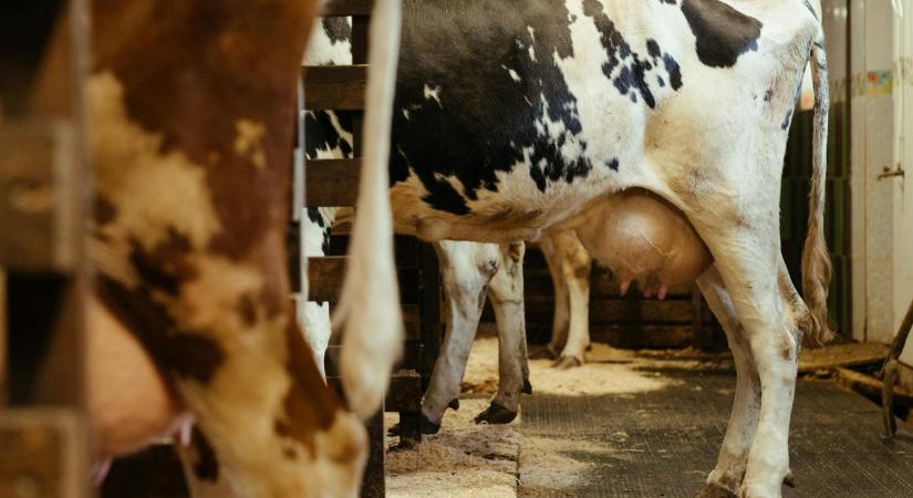 Expo Bulle 2026: Osztrák tehén lett Svájc legszebbje