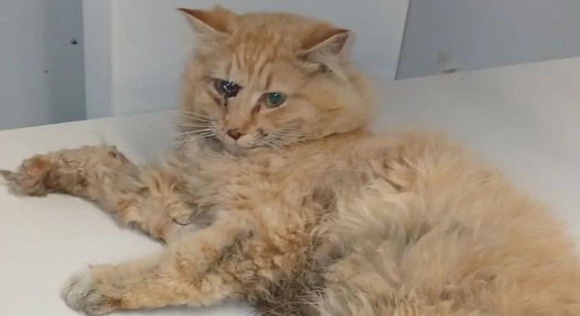 Bizakodva várta a felmentősereget az elgázolt macska, videón a megható pillanat