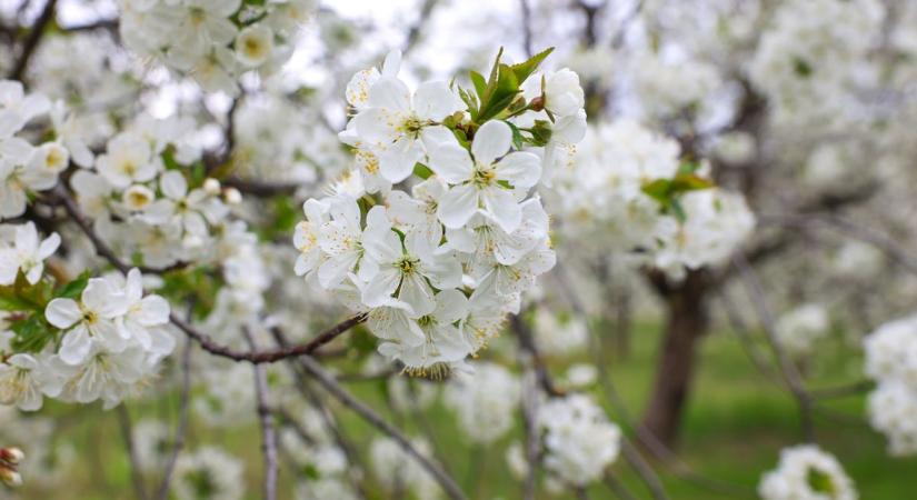 Bizakodnak a termelők, idén talán lesz sárgabarack és meggy is