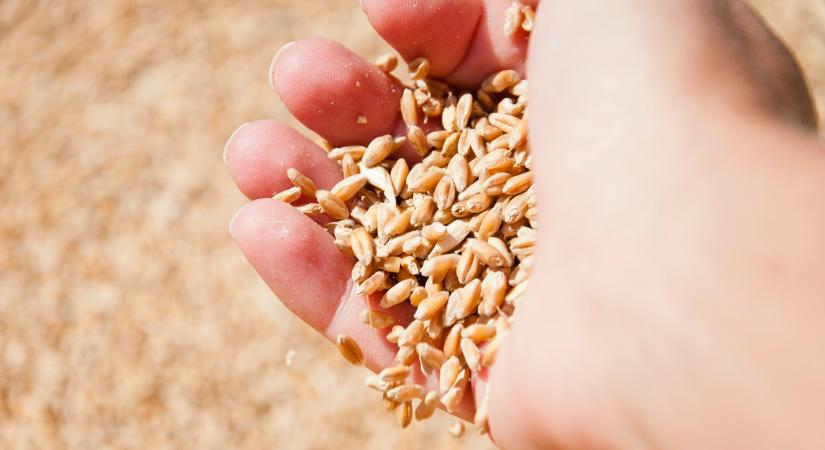 Ilyen lesz a búzapiac az idei aratáskor