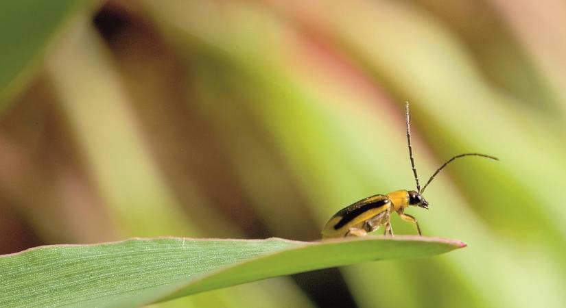 Rovarvédelem: így ütemezze a kezelést szántóföldi kultúráiban