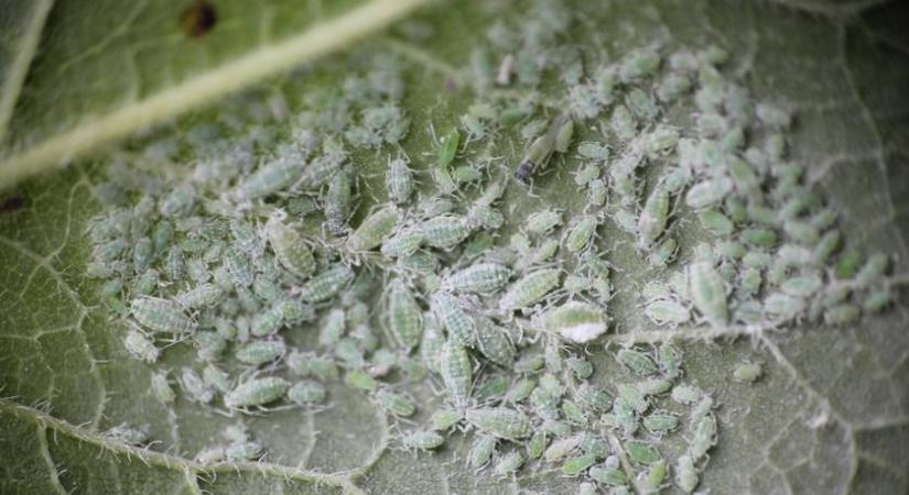 Gyógyíthatatlan betegség terjed: a szakértők tehetetlenek, mindenki a legrosszabbtól tart