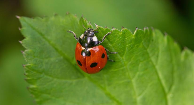 Tavasszal felébred a kert – ilyenkor fontos igazán a rovarok munkája