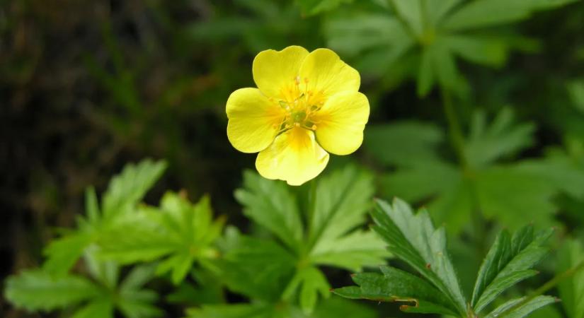 Ez az apró vadvirág leszámolhat a szuperbaktériumokkal