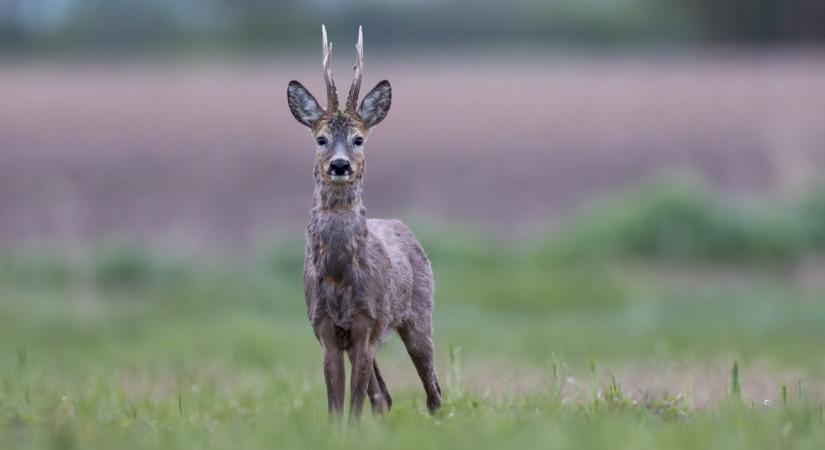Megfejtették a rejtélyt: ezért számíthatunk rekordtrófeákra a mostani őzbakidényben