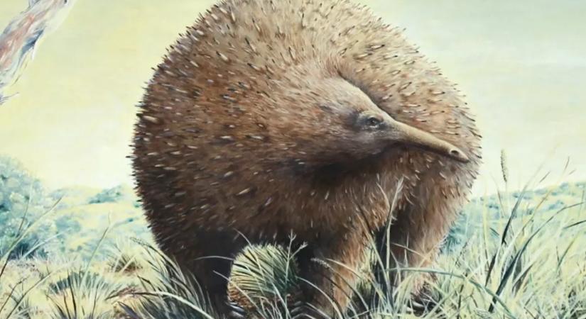 Néhány millió éve óriás hangyászsünök flangáltak Ausztráliában