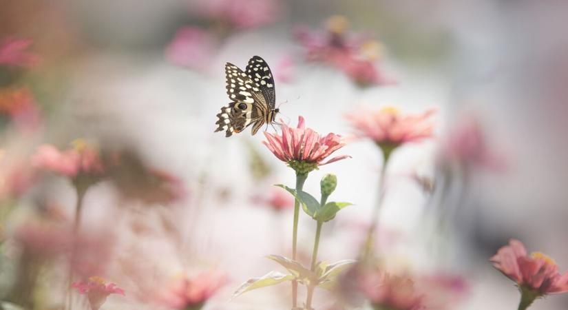 Ezért tűntek el a pillangók a kertekből – Íme egy tavaszi trükk, amellyel visszacsalogathatod őket