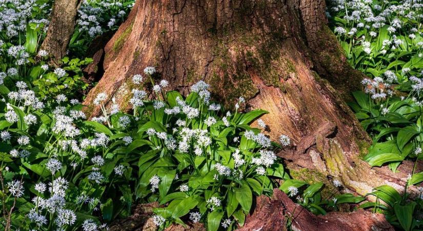 A tavasz aranyat érő gyógyszere ez a növény, igazi energialöket az immunrendszernek (galéria)