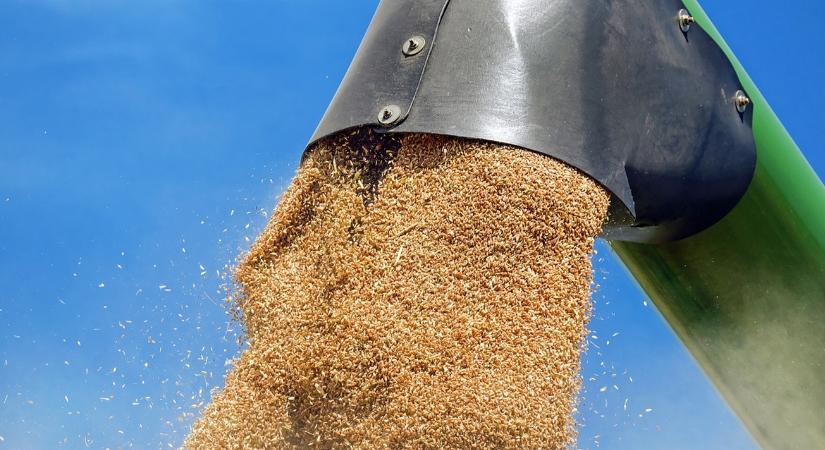 A 65 ezres bűvös szám: valami nagyon nincs rendben a magyar búza árával