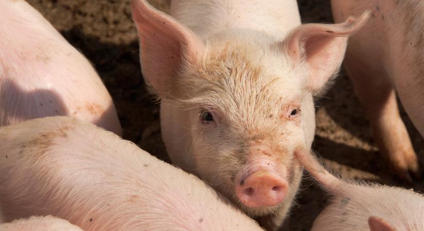 Bajba kerültek a gazdák: itt a sertéstelepek fele lehúzhatja a rolót nyáron