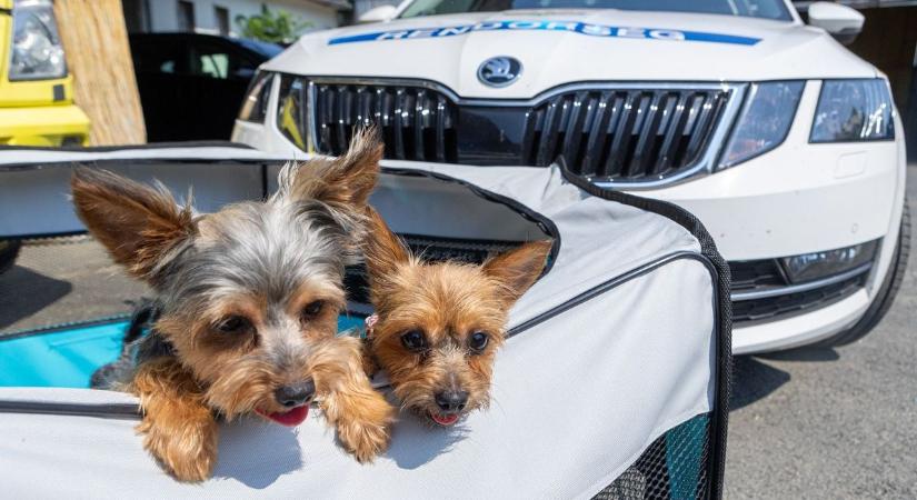 Ingyenes képzés, amit minden gazdinak látnia kellene