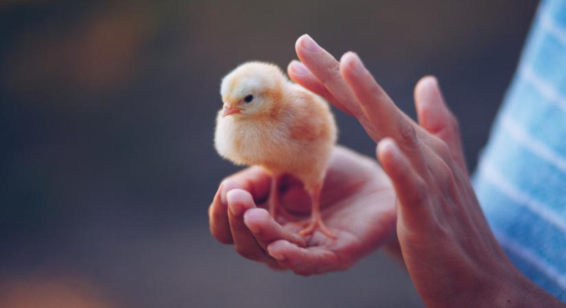 Ez hihetetlen: ingyenes módszer hozhat áttörést a baromfitartásban