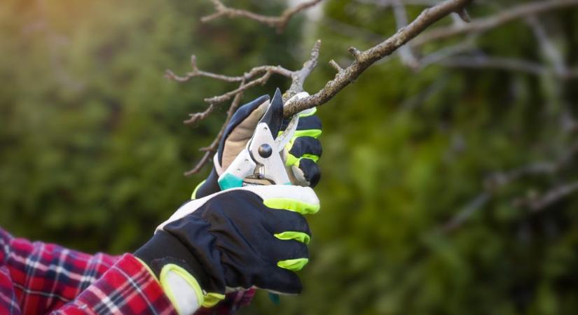 Kertészmérnök: ezeket a fákat véletlenül se metsszük meg áprilisban