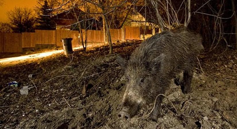 Abszurd: humanoid robot üldözi a vaddisznókat a főváros utcáin – videó