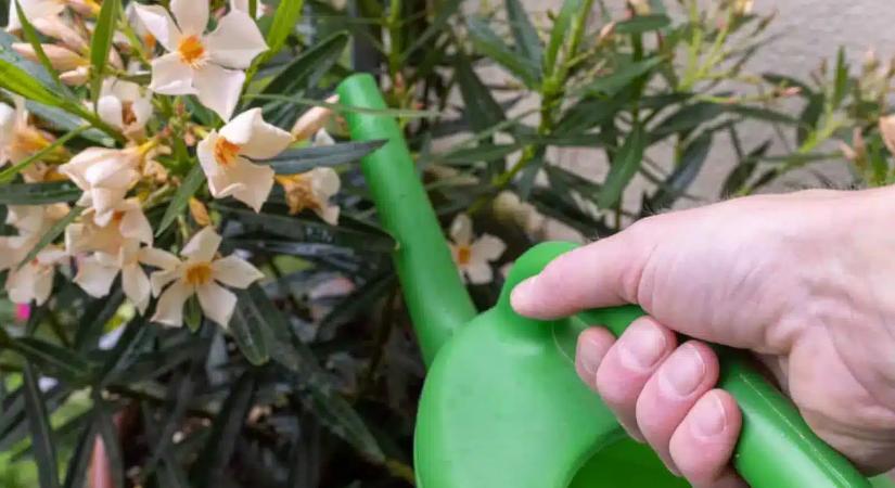 Ezt az egy dolgot rontják el a legtöbben: ezért sárgul a leandered