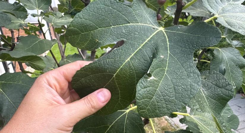 Így locsold meg a fügefád tövét! El sem hiszed, mi történik a gyümölcsökkel 24 óra múlva