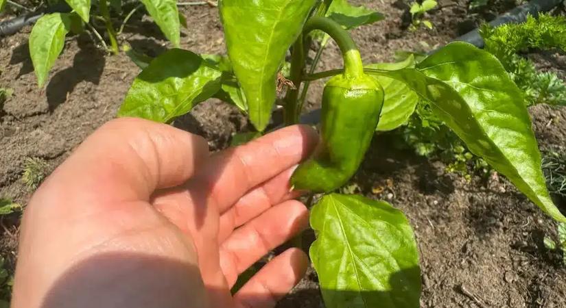 A kertészek erre mindig figyelnek: ezért nő náluk szépen a paprika