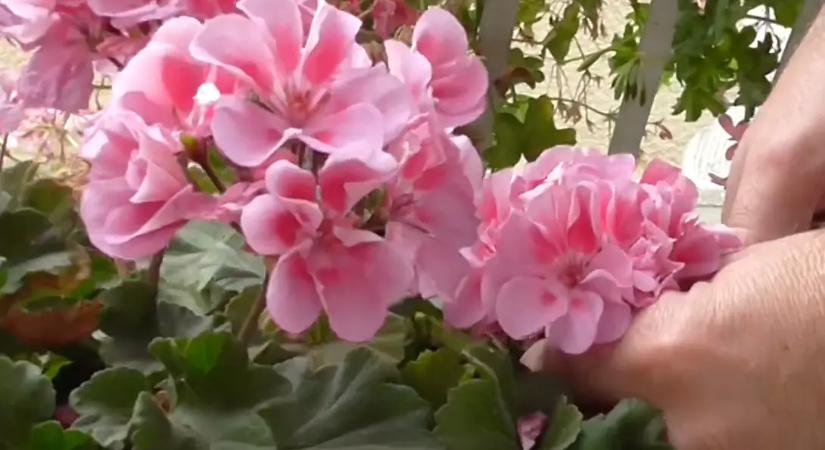 A legtöbben itt rontják el: ezért nem éli túl a muskátlid a nyarat