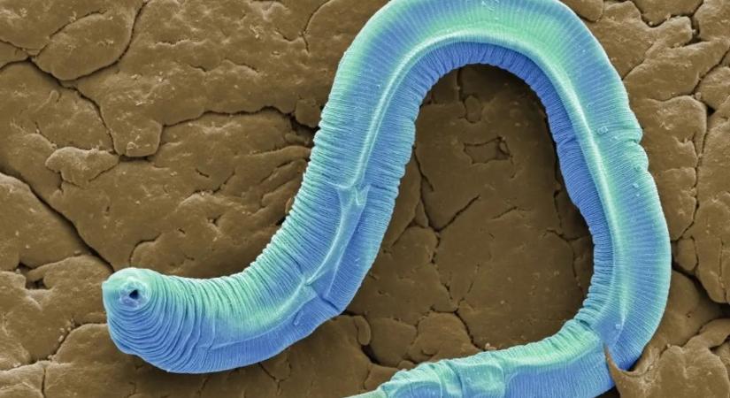 Bizarr lények szállják meg a Nemzetközi Űrállomást