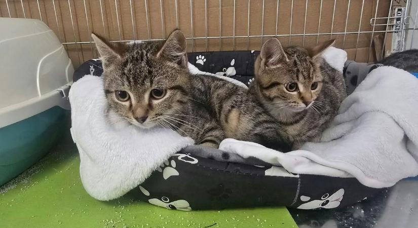 Egy biztonságos menedék: modern macskaház épült a sérült és beteg cicáknak Solton  fotó