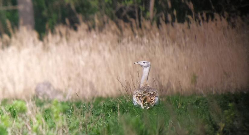 Elindultak a Túzoklesek a Hanságban - Megfigyelhetjük a násztáncukat lejtő túzok kakasokat