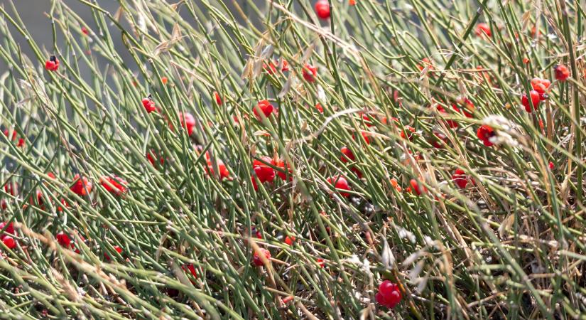 Védett növényeink: a csikófark