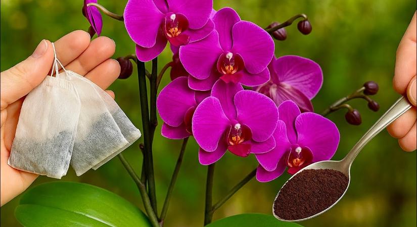 Ezzel a filléres módszerrel a te orchideád is úgy pompázik majd, mint a profiké