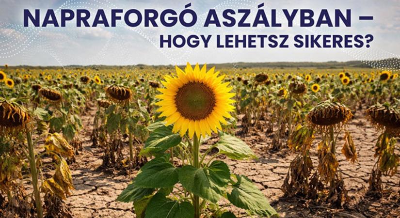 Napraforgó aszályban – hogy lehetsz sikeres?